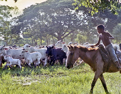 Cantos de trabajo de Los Llanos de Colombia y Venezuela
© Centro de la Diversidad Cultural, 2016. Web UNESCO