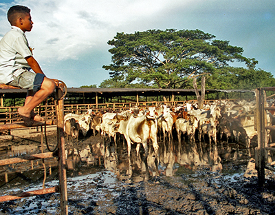 Cantos de trabajo de Los Llanos. VENEZUELA
©Centro de la Diversidad Cultural, 2016. Web UNESCO