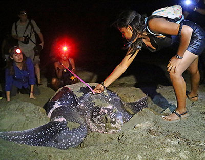 Programa de prácticas de salvaguardia del patrimonio cultural inmaterial para el Festival cultural y ecológico de la tortuga marina de Armila - Panamá. © MICI, 2015. Fuente: UNESCO